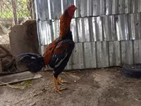 Chickens — photo 2