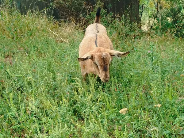 Коза, Saanen goat