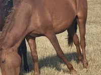 Madyan, Horse breed — foto 1