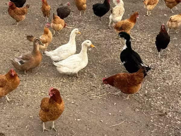 Chickens — Armenia