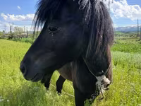 Hengst, American shetland pony — Foto 7