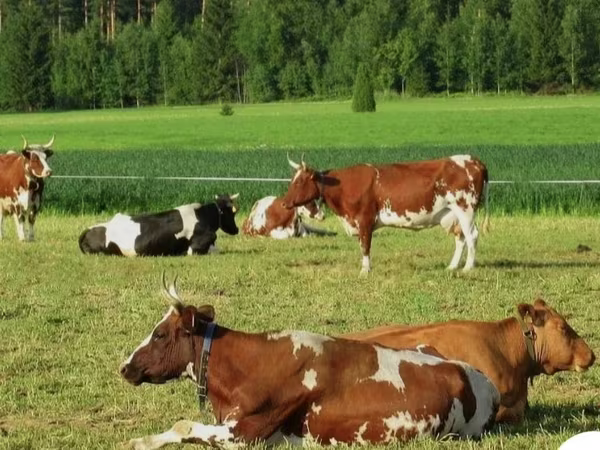 بقرة, Simmental cattle