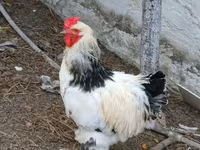 براهما — الصورة 3