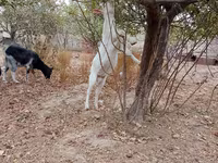 Cabras (lote, sexo não especificado), Cabras — foto 3