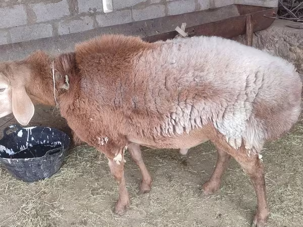 Qoç, Qoyunlar