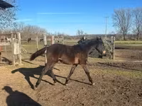 Caballo, Hungarian horse breed — foto 3