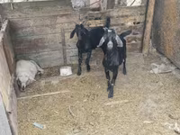 公山羊, Goats — 照片 2