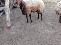 Sheep, Sheep — photo 4