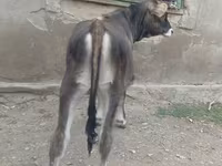 بقرة, Swiss cattle — الصورة 3