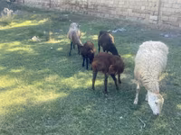 Sheep, Sheep — photo 2