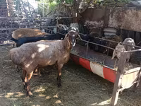 Ovce, Rhon sheep — foto 2