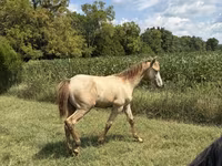 घोड़ा, Kentucky mountain daddle horse — फ़ोटो 3