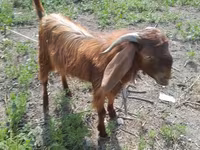 Billy Goat, Goats — photo 1