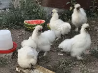 De pelea tailandesa — foto 4