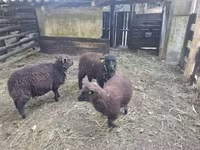 भेड़, Southdown sheep — फ़ोटो 2