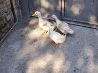 German Pekin — photo 4
