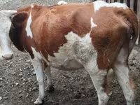 Vaca, Simmental cattle — foto 1