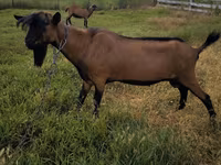 Kozel, Nubian Goat — foto 5