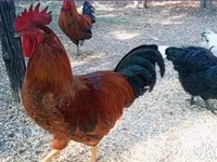 Ayam Cemani — foto 8