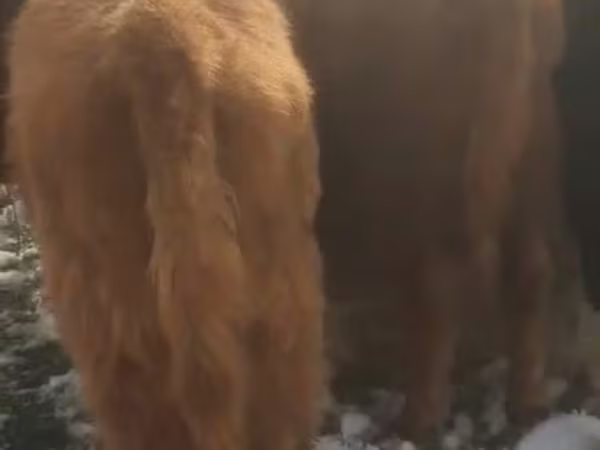 Bull, Cattle