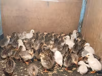 Guinea fowl — photo 2