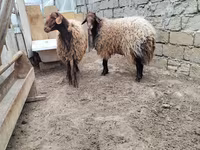 Ram, Sheep — photo 3
