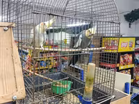 Korella cütü və qəfəs dəsti - Növ: Korella (cockatiel) – 2 quş, biri — foto 1