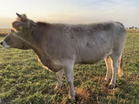 Krowa, Swiss cattle — zdjęcie 4