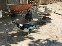 Ducks — 照片 2
