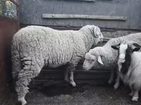 Baran, Owce — zdjęcie 2