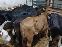 गाय, लिमोज़िन गाय — फ़ोटो 6