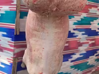 Carnero, Ovejas — foto 5