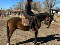 Aygʻir, Hungarian horse breed — 4-rasm