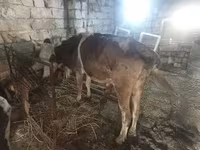 Kuh, Simmental cattle — Foto 1