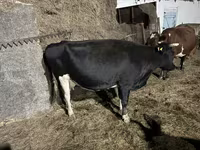 بقرة, Russian Black pied cattle — الصورة 3