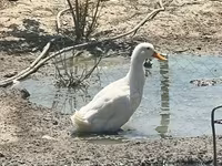 Ducks — الصورة 2
