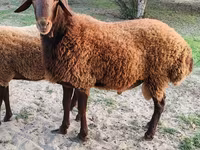 Qoç, Qoyunlar — foto 1