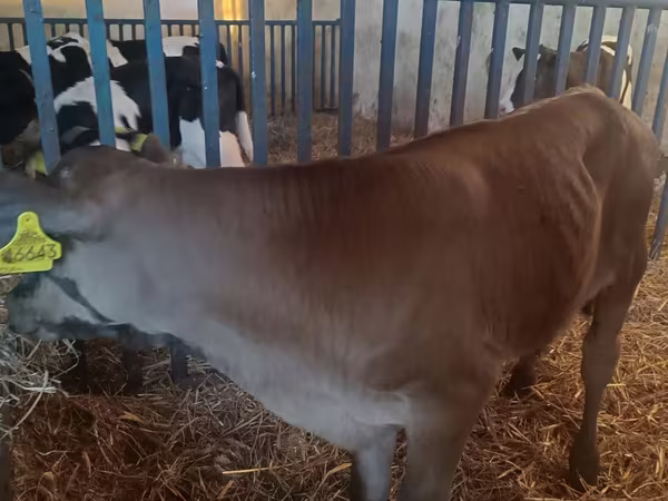 Buğa, Simmental cattle