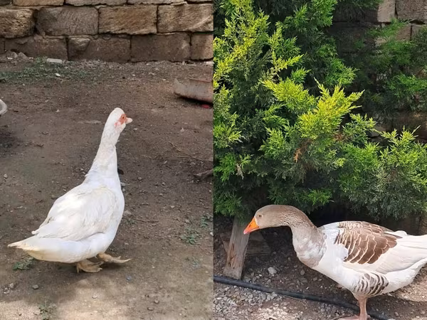 Geese — Azərbaycan