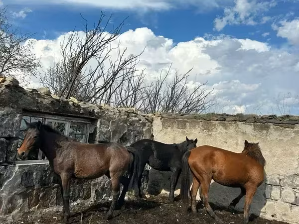 母马, Horses