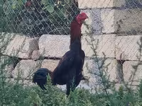 Chickens — Foto 3
