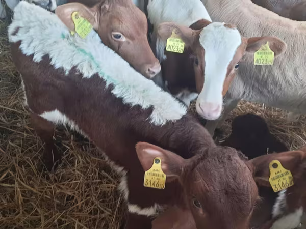 Bulle, Simmental cattle