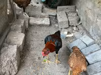 Chickens — photo 6