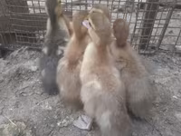 Ducks — 照片 3