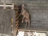 Goats (batch, sex not specified), Goats — photo 7