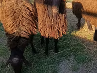 Qoç, Qoyunlar — foto 1