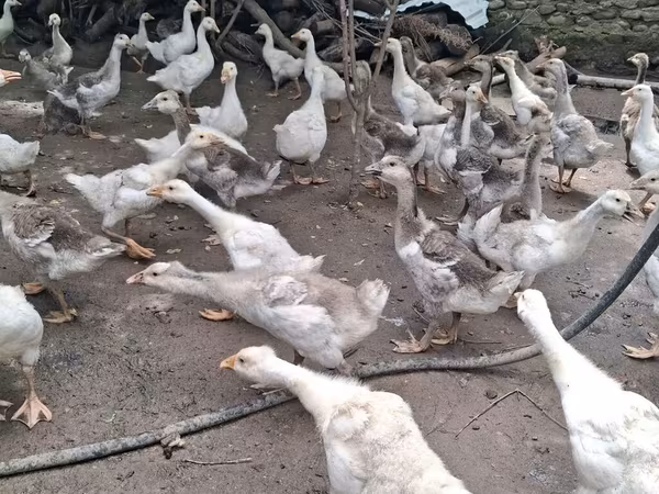 Geese — Azerbaijan