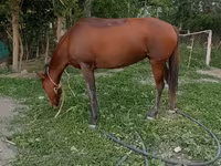 Mare, Karabakh horse — photo 2