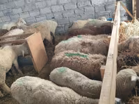 Owca, Beulah Speckled face sheep — zdjęcie 8