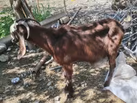 母山羊, Goats — 照片 2